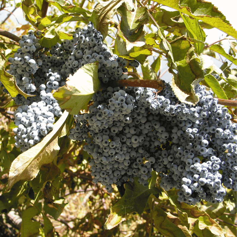 Load image into Gallery viewer, Blue Elderberry – 50 Seeds

