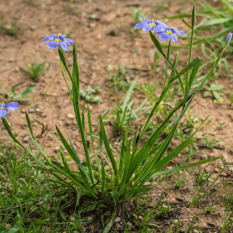 Load image into Gallery viewer, Blue Eyed Stout Grass – 50 Seeds
