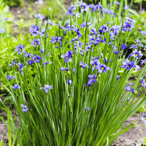 Blue Eyed Stout Grass 50 Seeds