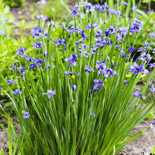 Blue Eyed Stout Grass – 50 Seeds