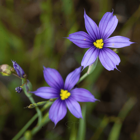 Blue Eyed Stout Grass – 50 Seeds, additional product view 2