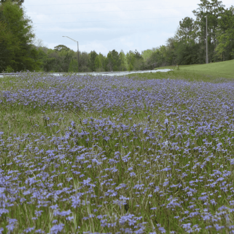 Load image into Gallery viewer, Blue Eyed Stout Grass – 50 Seeds
