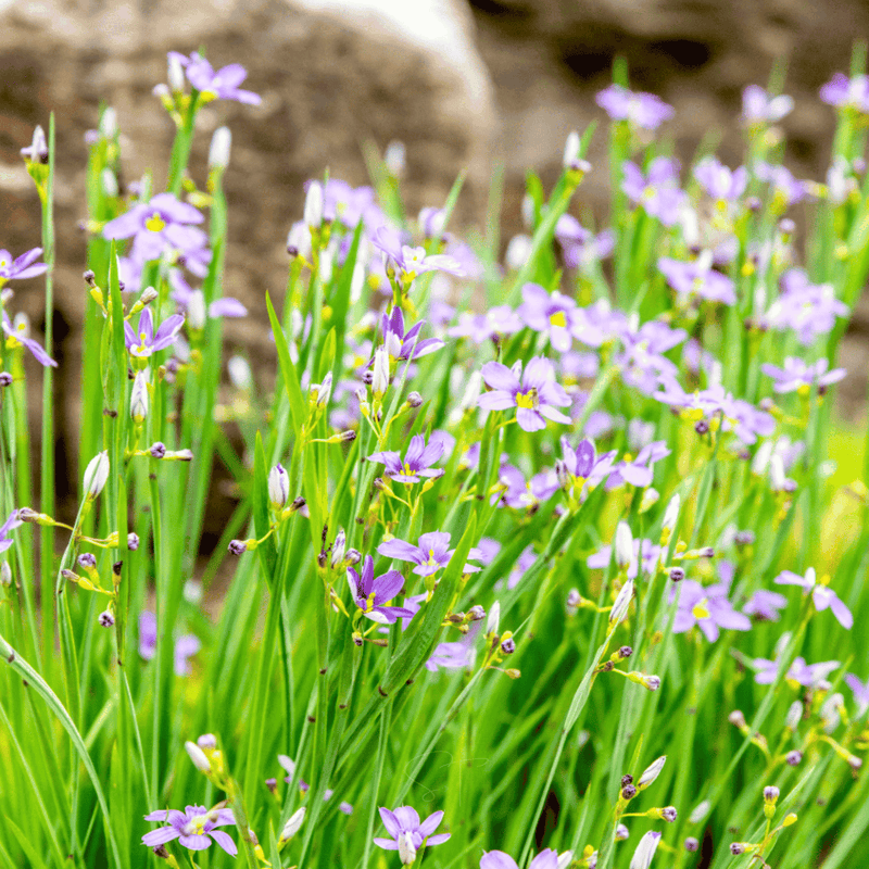 Load image into Gallery viewer, Blue Eyed Stout Grass – 50 Seeds
