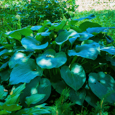 Blue Hosta – 25 Seeds, additional product view 2