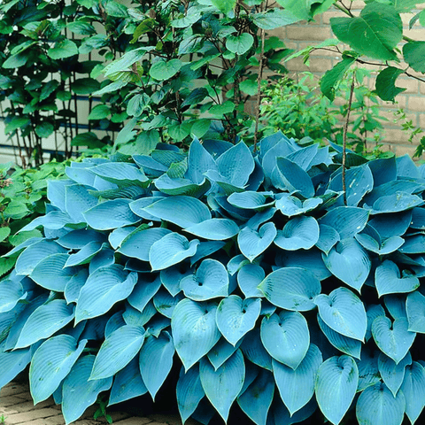 Blue Hosta 25 Seeds