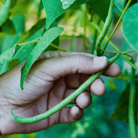 Blue Lake Bean (Pole) – 50 Seeds, additional product view 2