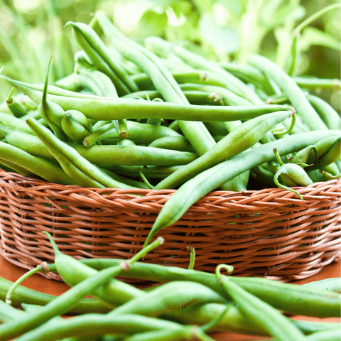 Blue Lake pole bean seeds package, 50 count, GrowTime Garden Supply