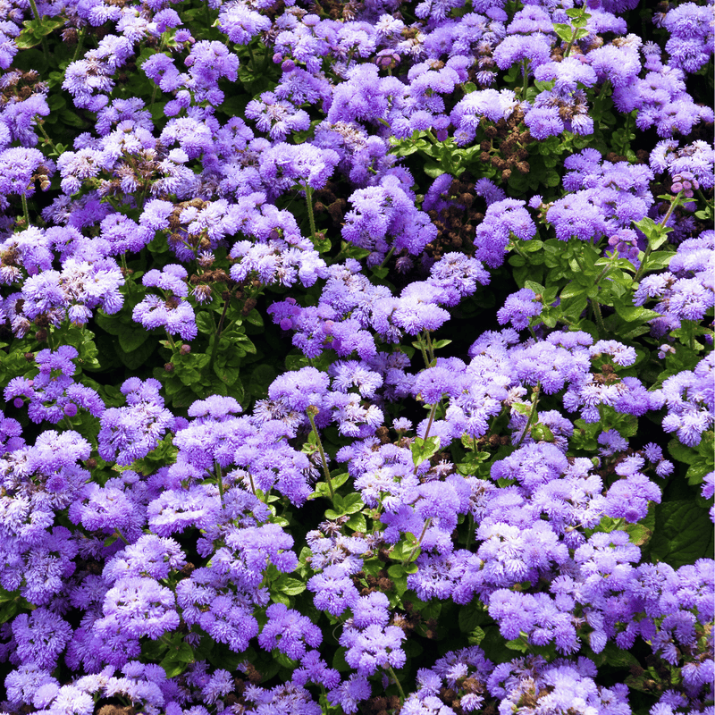 Load image into Gallery viewer, Blue Mink Dwarf Ageratum – 100 Seeds
