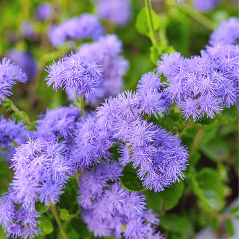 Blue Mink Dwarf Ageratum – 100 Seeds, additional product view 2