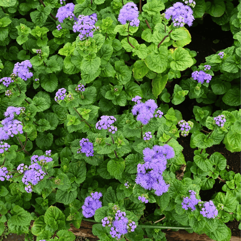 Load image into Gallery viewer, Blue Mink Dwarf Ageratum – 100 Seeds
