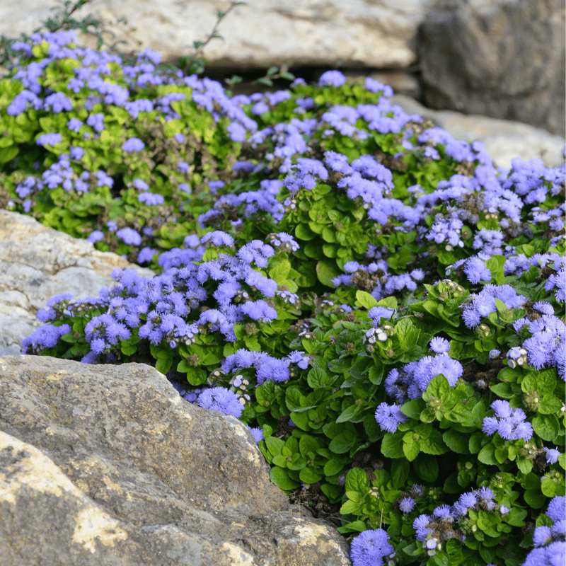 Load image into Gallery viewer, Blue Mink Dwarf Ageratum – 100 Seeds

