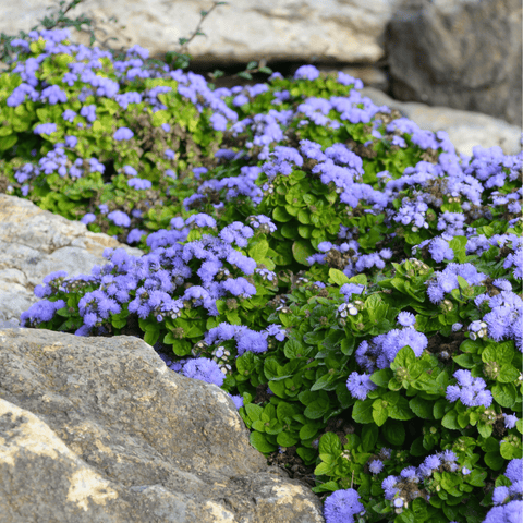 Blue Mink Dwarf Ageratum 100 Seeds