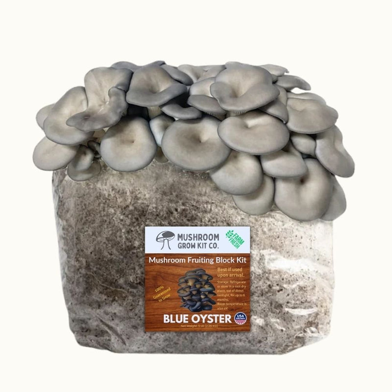 Load image into Gallery viewer, Blue Oyster Mushroom Grow Kit Fruiting Block - 5 LBS

