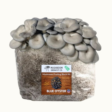 Blue oyster mushroom fruiting block, 5 pounds