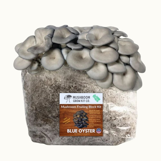 Blue Oyster Mushroom Grow Kit Fruiting Block - 5 LBS