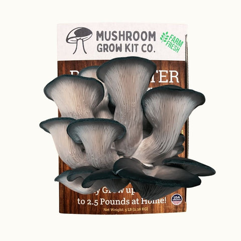Blue oyster mushroom growing kit, 5 pounds spray and grow