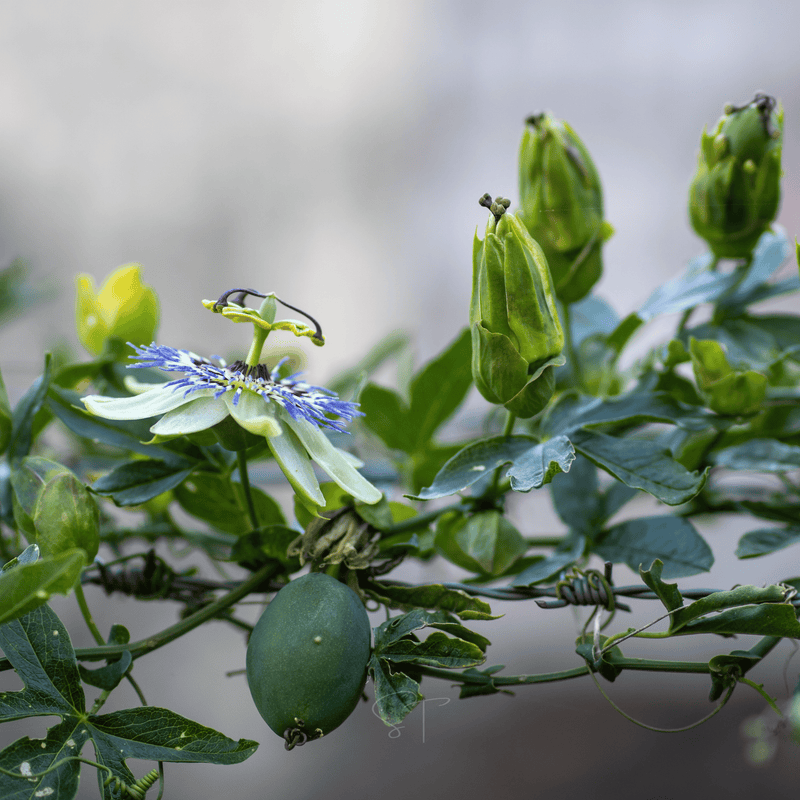 Load image into Gallery viewer, Blue Passionflower – 20 Seeds
