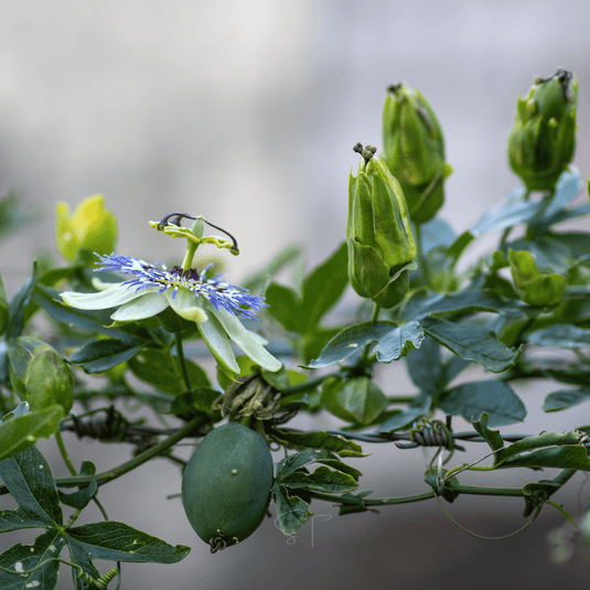 Blue Passionflower – 20 Seeds