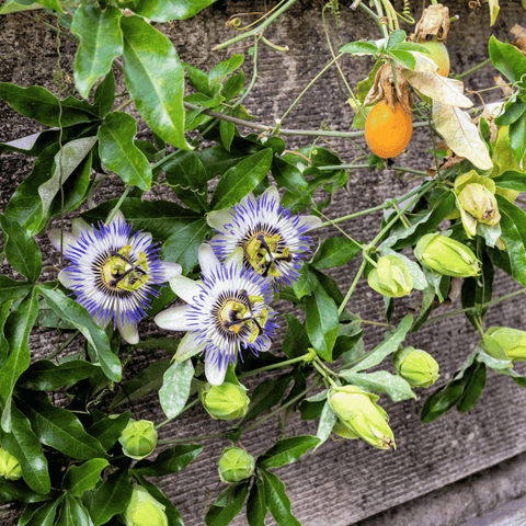 Blue Passionflower – 20 Seeds, additional product view 2