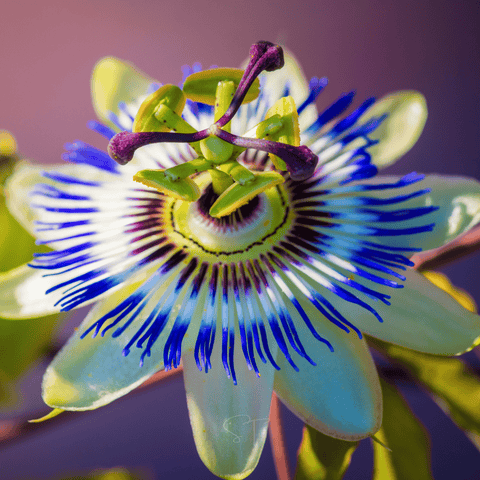 Blue Passionflower 20 Seeds