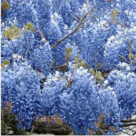 Load image into Gallery viewer, Blue Chinese Wisteria Tree
