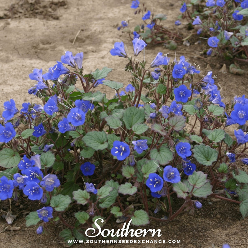 Load image into Gallery viewer, California Bluebell – 500 Seeds
