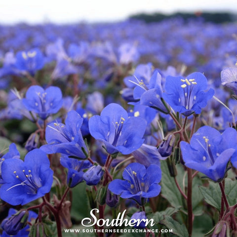 California Bluebell – 500 Seeds, additional product view 2