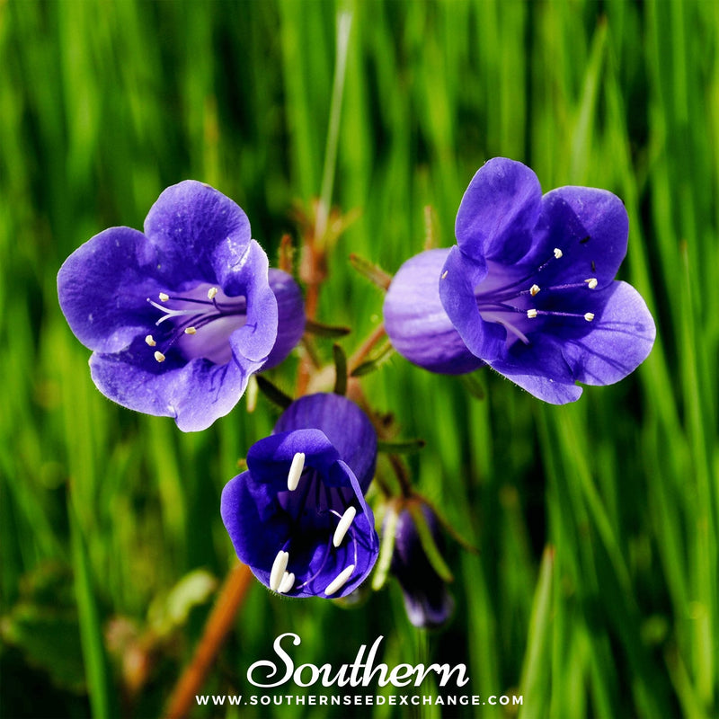 Load image into Gallery viewer, California Bluebell – 500 Seeds

