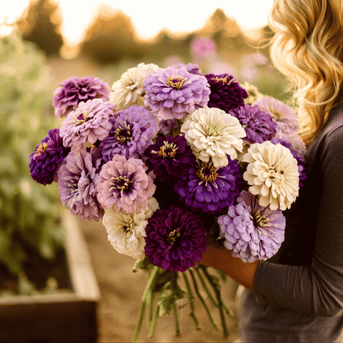 Blueberry Cheesecake Zinnia 100 Seeds