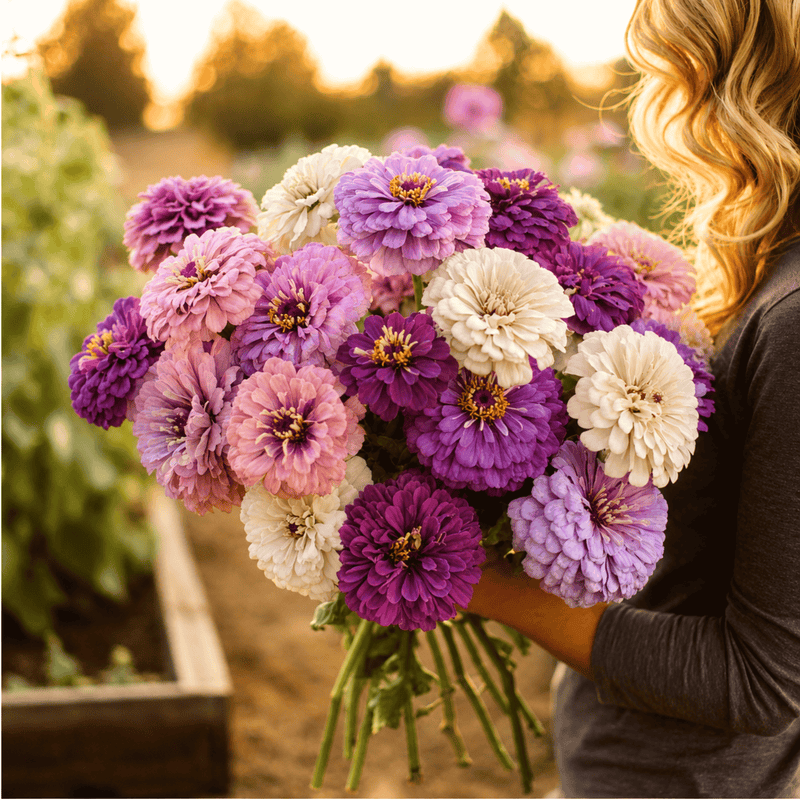 Load image into Gallery viewer, Blueberry Cheesecake Zinnia – 100 Seeds
