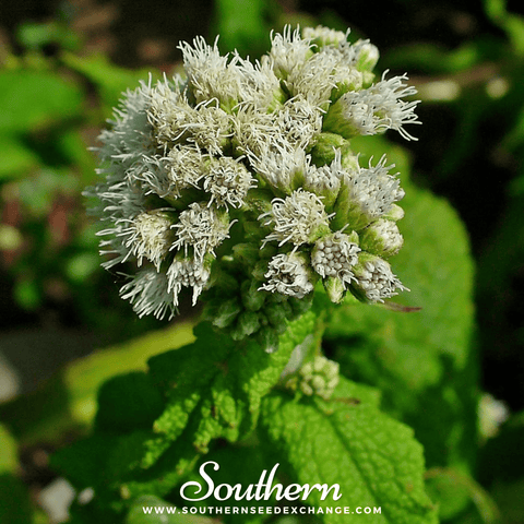 Boneset (Eupatorium) – 100 Seeds, additional product view 2