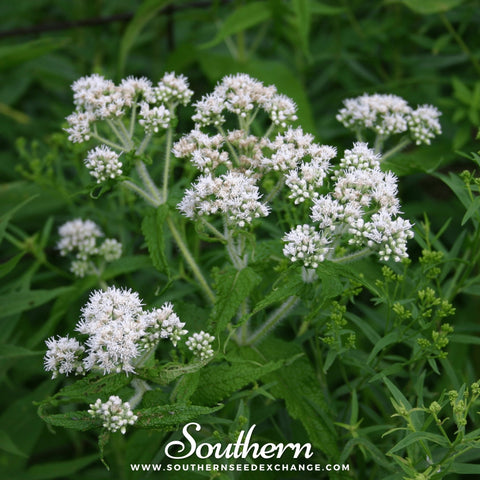 Boneset Eupatorium seeds package, 100 count, GrowTime Garden Supply