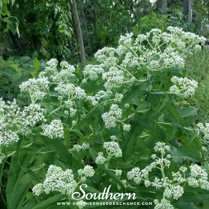 Load image into Gallery viewer, Boneset (Eupatorium) – 100 Seeds
