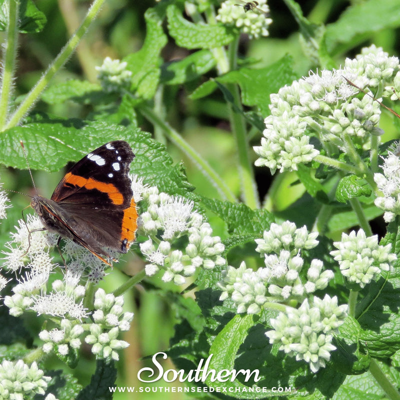 Load image into Gallery viewer, Boneset (Eupatorium) – 100 Seeds

