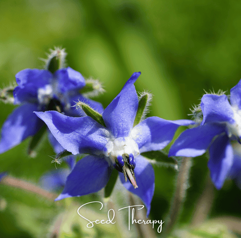 Blue Borage seeds package, 100 count, GrowTime Garden Supply