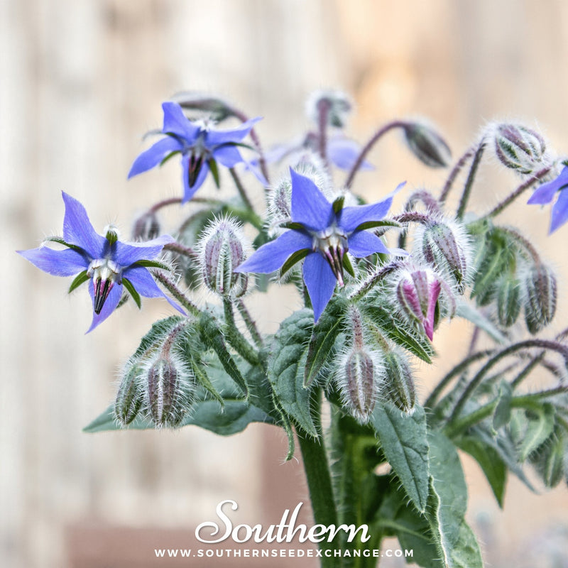 Load image into Gallery viewer, Blue Borage – 100 Seeds

