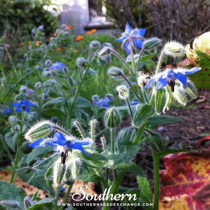 Load image into Gallery viewer, Blue Borage – 100 Seeds
