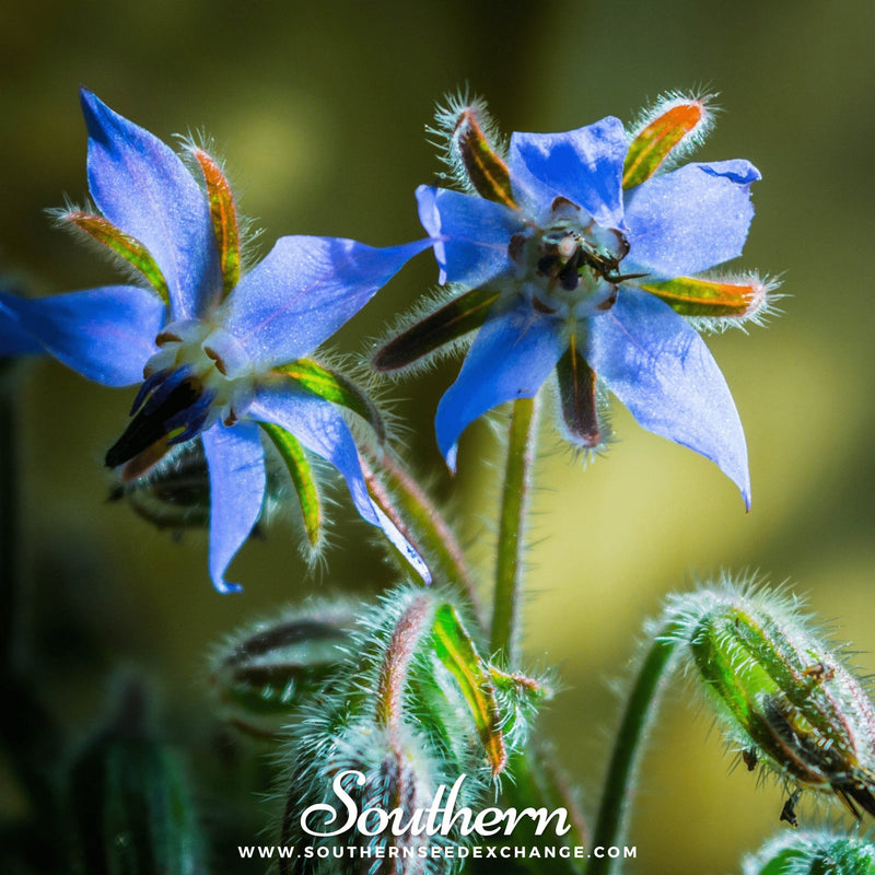 Load image into Gallery viewer, Blue Borage – 100 Seeds
