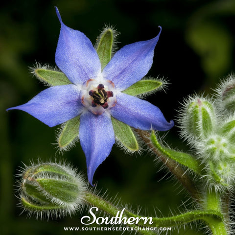 Blue Borage – 100 Seeds, additional product view 2