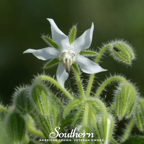 White Borage 50 Seeds