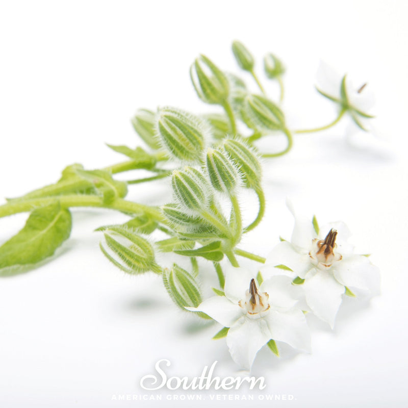 Load image into Gallery viewer, White Borage – 50 Seeds
