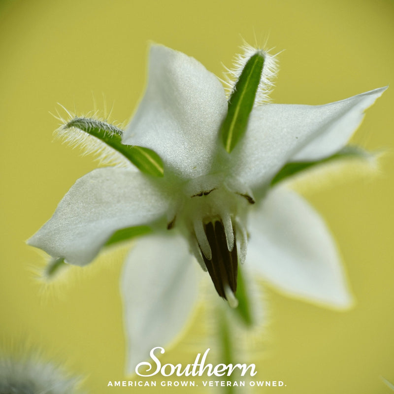 Load image into Gallery viewer, White Borage – 50 Seeds
