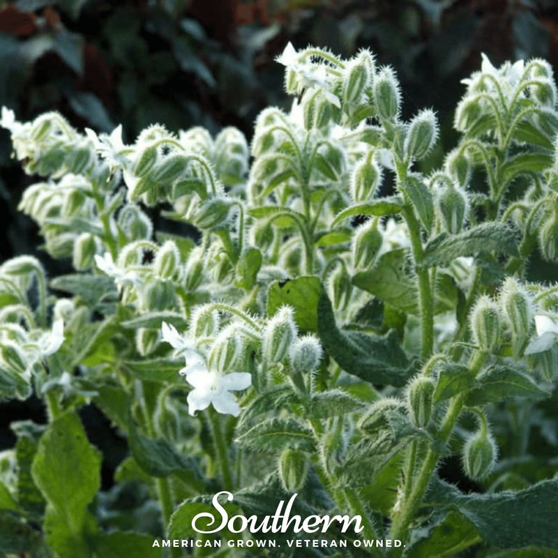 Load image into Gallery viewer, White Borage – 50 Seeds
