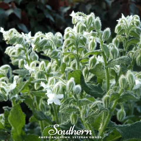 White Borage – 50 Seeds, additional product view 2