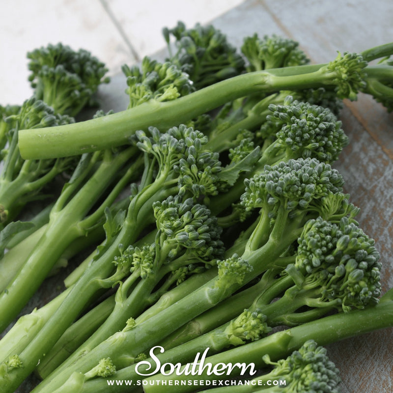 Load image into Gallery viewer, Calabrese Green Broccoli – 100 Seeds
