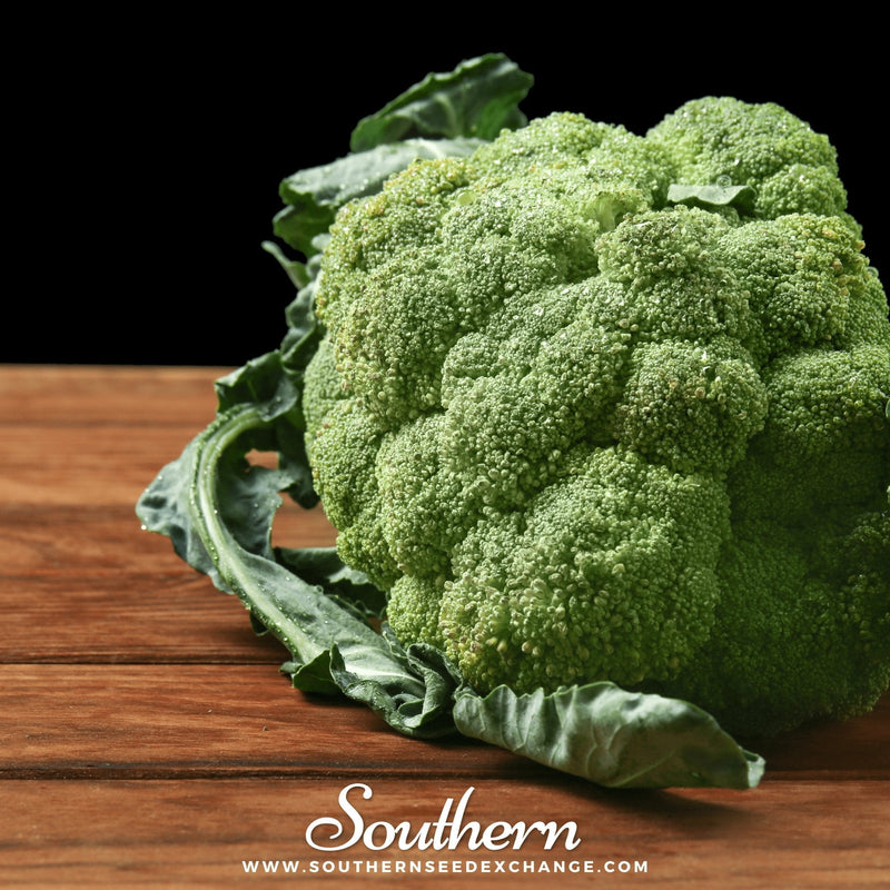 Load image into Gallery viewer, Calabrese Green Broccoli – 100 Seeds
