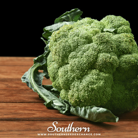 Calabrese Green Broccoli – 100 Seeds, additional product view 2