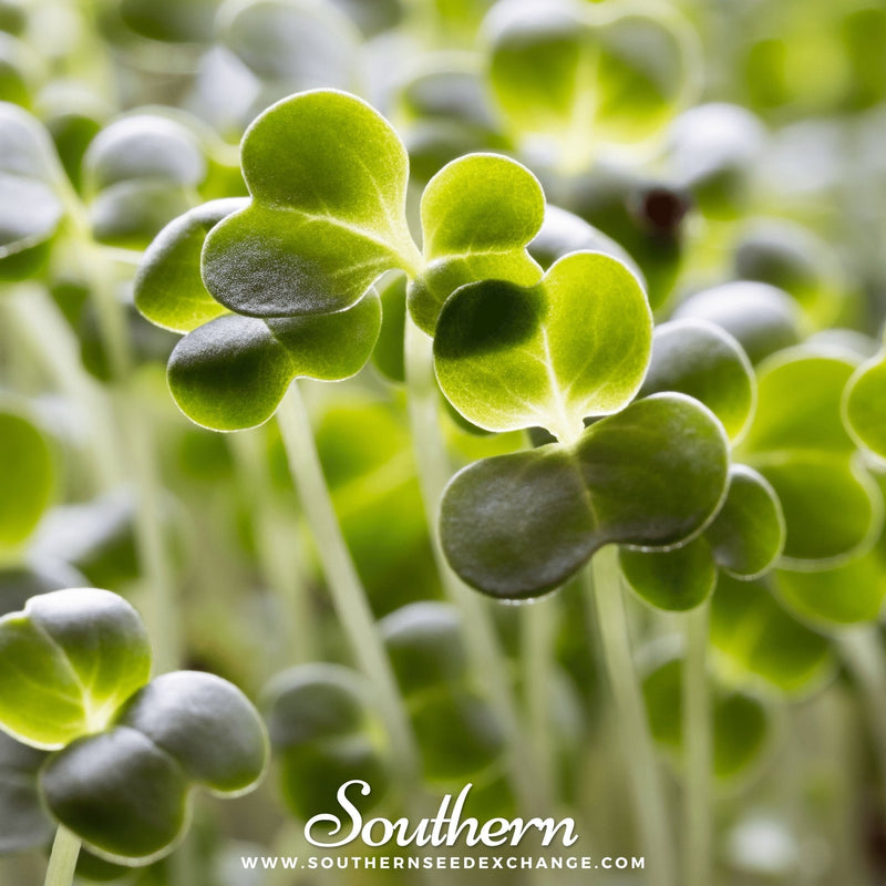 Load image into Gallery viewer, Calabrese Green Broccoli – 100 Seeds
