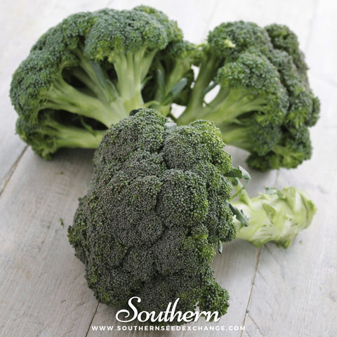 Calabrese Green Broccoli seeds package, 100 count, GrowTime Garden Supply