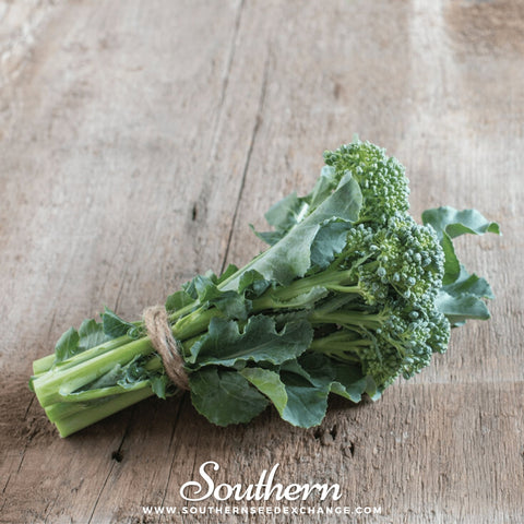 Di Cicco Broccoli seeds package, 200 count, GrowTime Garden Supply